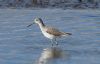 Greenshank at Two Tree Island (West) (Steve Arlow) (63108 bytes)